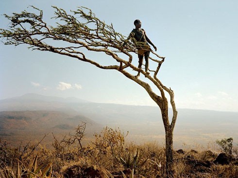 Sáng sớm, người đàn ông Hadza trèo lên ngọn cây để tìm thú.